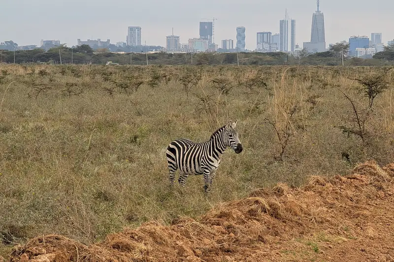 Zebra with the Nairobi skyline, Nairobi National Park. Photo: Addshore, CC BY-SA 4.0