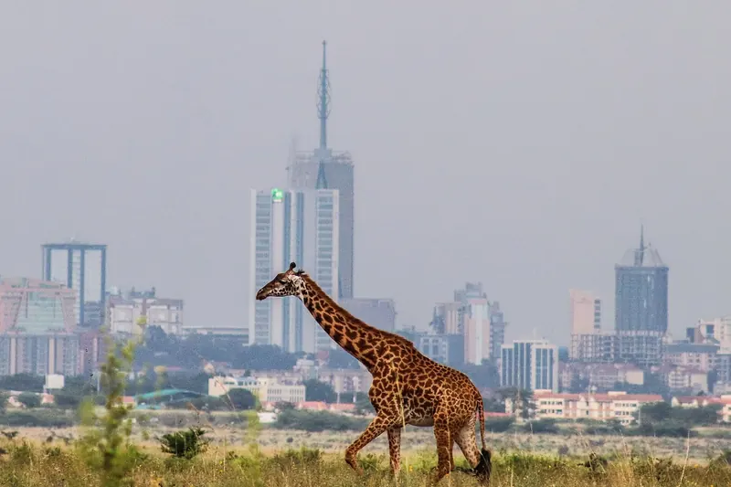 Maasai giraffe with Britam Tower behind, Nairobi National Park. Photo: Alexmbogo, CC BY-SA 4.0