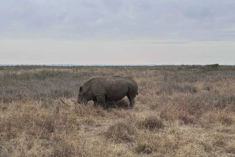 Rhino, Nairobi National Park. Photo: Noroi, CC0 1.0