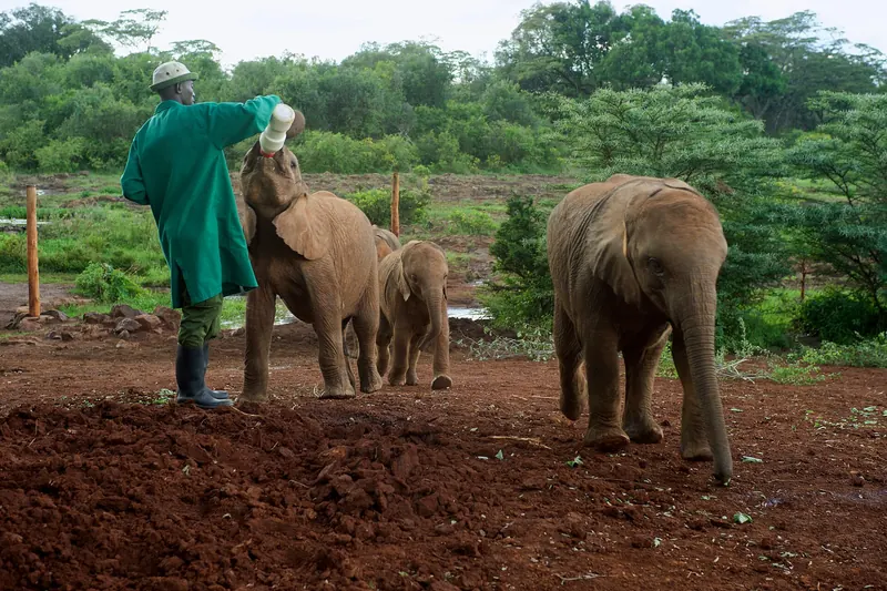 A keeper feeds a baby elephant at the Sheldrick elephant orphanage. Photo: U.S. Department of State, Public domain