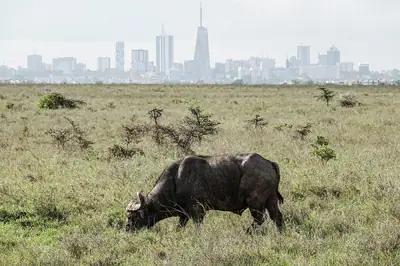 Buffalo on the plains of Nairobi National Park with the city skyline behind. Photo: Timothy A. Gonsalves, CC BY-SA 4.0