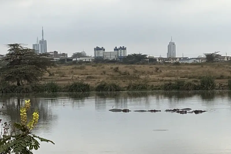 Hippos in a pool at Nairobi National Park with the city skyline beyond