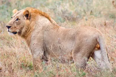 A lion resting in the grass in Nairobi National Park. Photo: Georgewambua, CC BY-SA 4.0