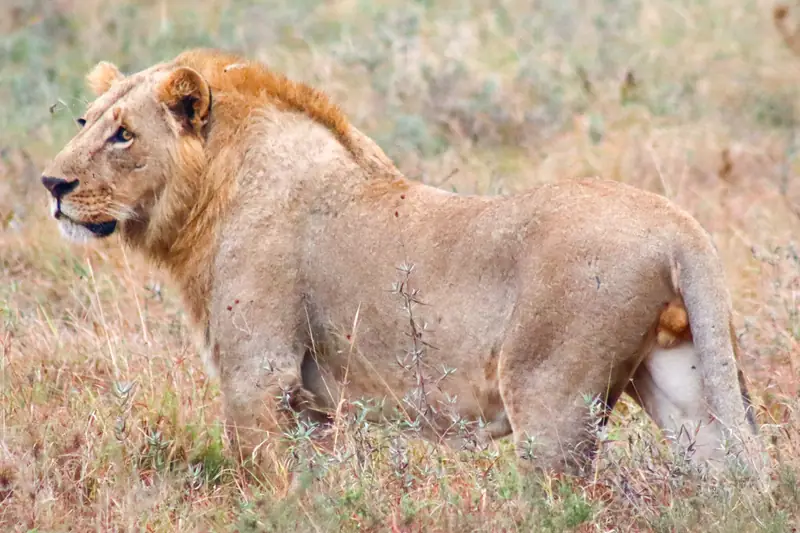 Lion in Nairobi National Park