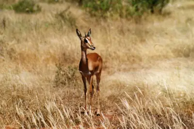 Grant's gazelle on the grass plains of Nairobi National Park. Photo: Leonora (Ellie) Enking, CC BY-SA 2.0