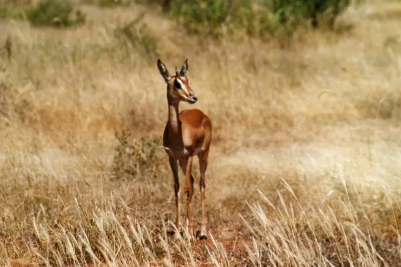 Grant's gazelle on the grass plains of Nairobi National Park