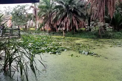 Boardwalk scenery at the Nairobi Safari Walk next to Main Gate. Photo: Kechi Kenyatta, CC BY-SA 4.0
