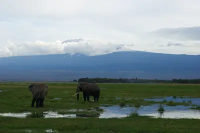 Elephants in Amboseli National Park. Photo: Lafleursauvage, CC BY-SA 4.0