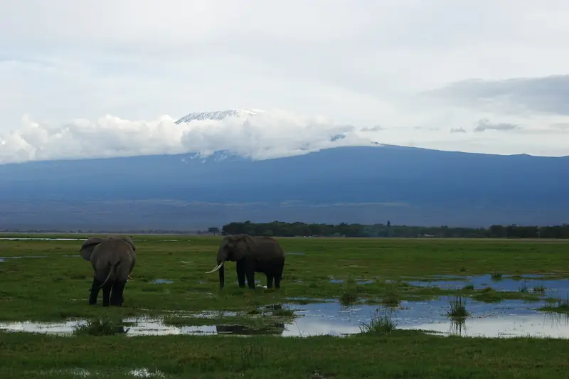 Elephants in Amboseli National Park
