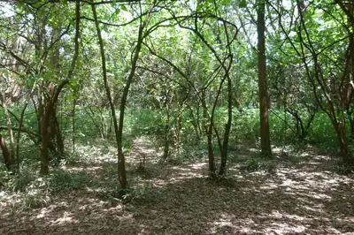 Trees in the Nairobi Arboretum. Photo: Ahero dala, CC BY-SA 4.0