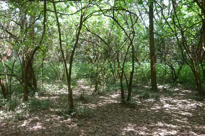 Trees in the Nairobi Arboretum