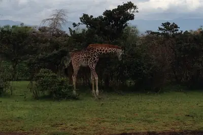 Giraffe and zebra on Crescent Island. Photo: Peter Dowley, CC BY 2.0