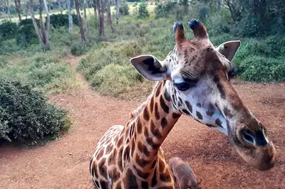 Rothschild's giraffe at the Giraffe Centre in Lang'ata. Photo: GioRan, CC BY-SA 4.0