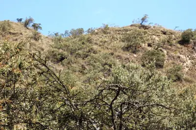 The crater of Mount Longonot. Photo: RVBS, CC BY-SA 4.0