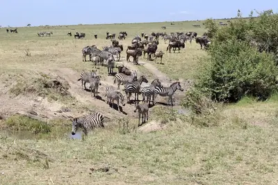 Plains of the Masai Mara. Photo: Michelle Juma, CC BY-SA 4.0