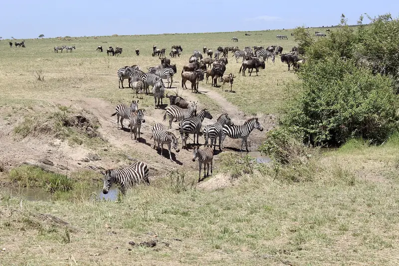 Plains of the Masai Mara