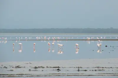 Flamingos on Lake Nakuru. Photo: Daryona, CC BY-SA 3.0