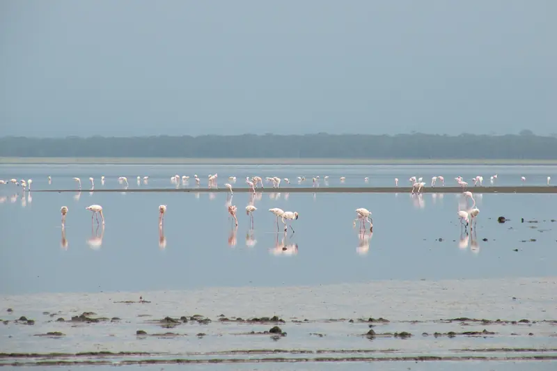 Flamingos on Lake Nakuru