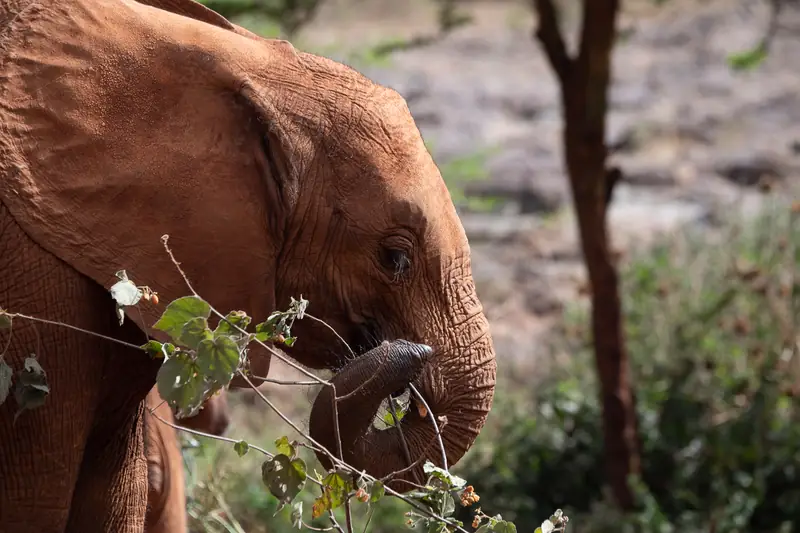 Orphaned baby elephants at the Sheldrick Trust nursery