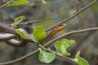 A boomslang snake. Photo: Ethmostigmus, CC BY-SA 4.0