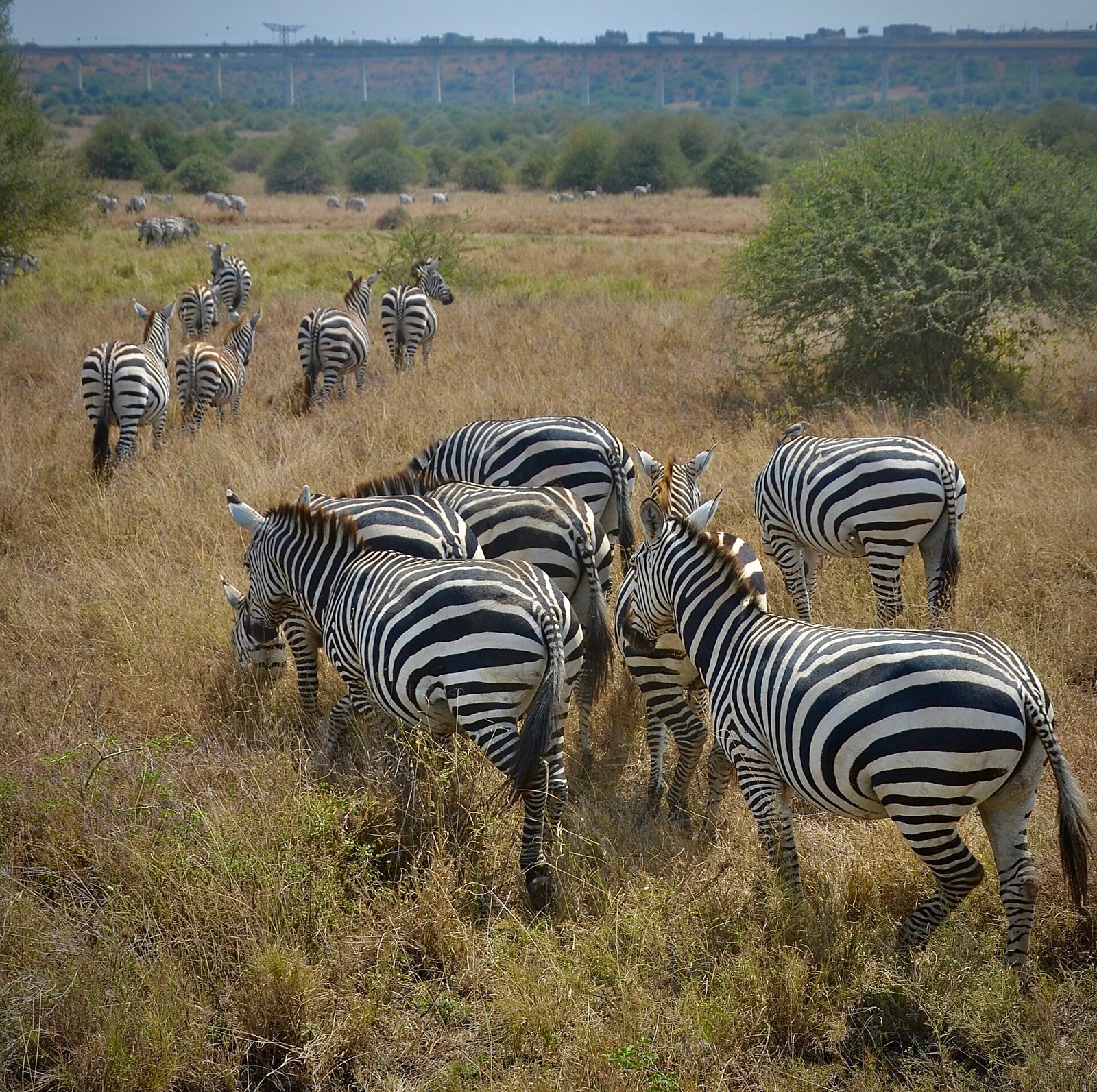 Zebras in Nairobi National Park, the view park-edge lodges sit against